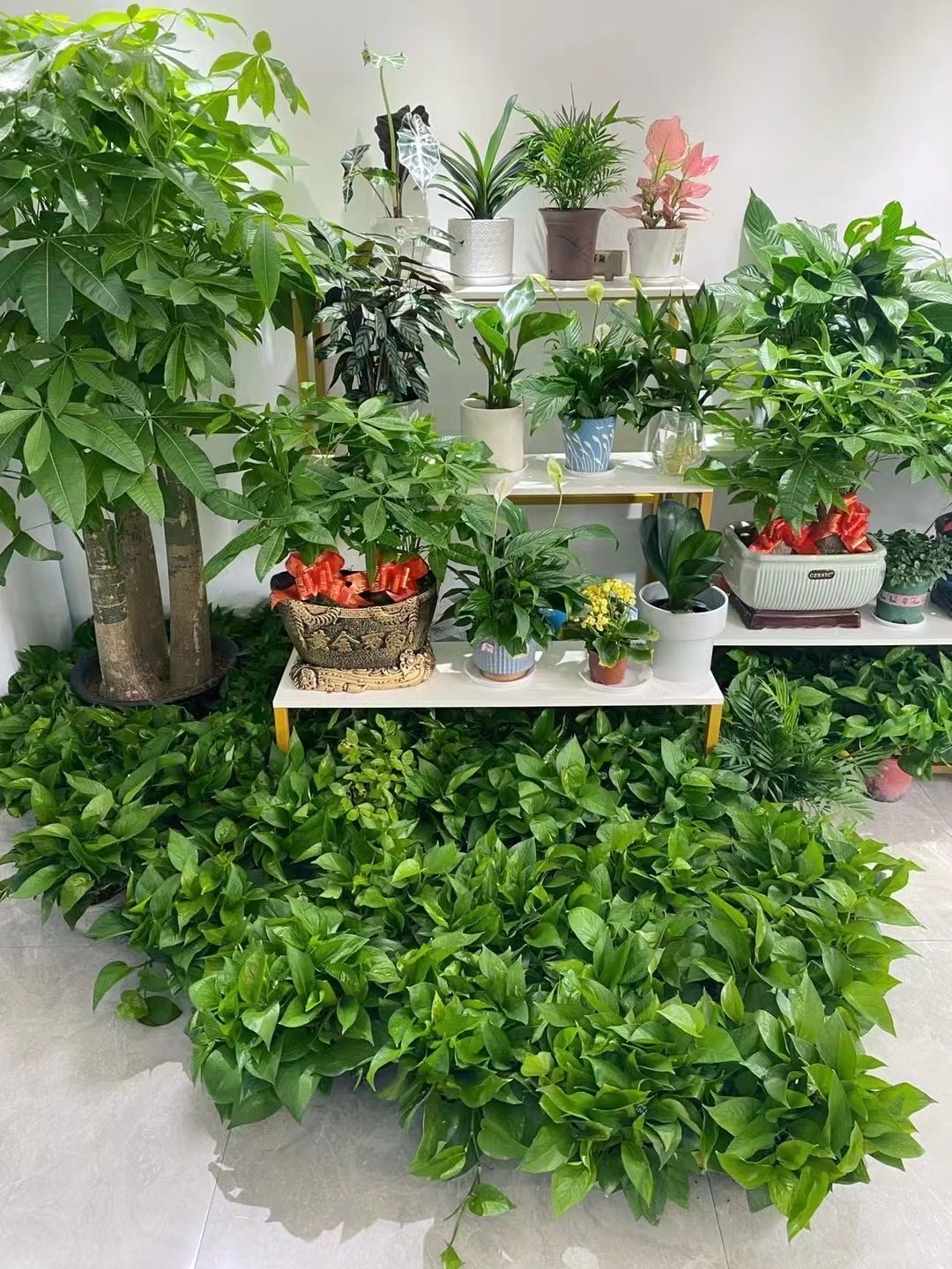 七七花艺(市府西路店)