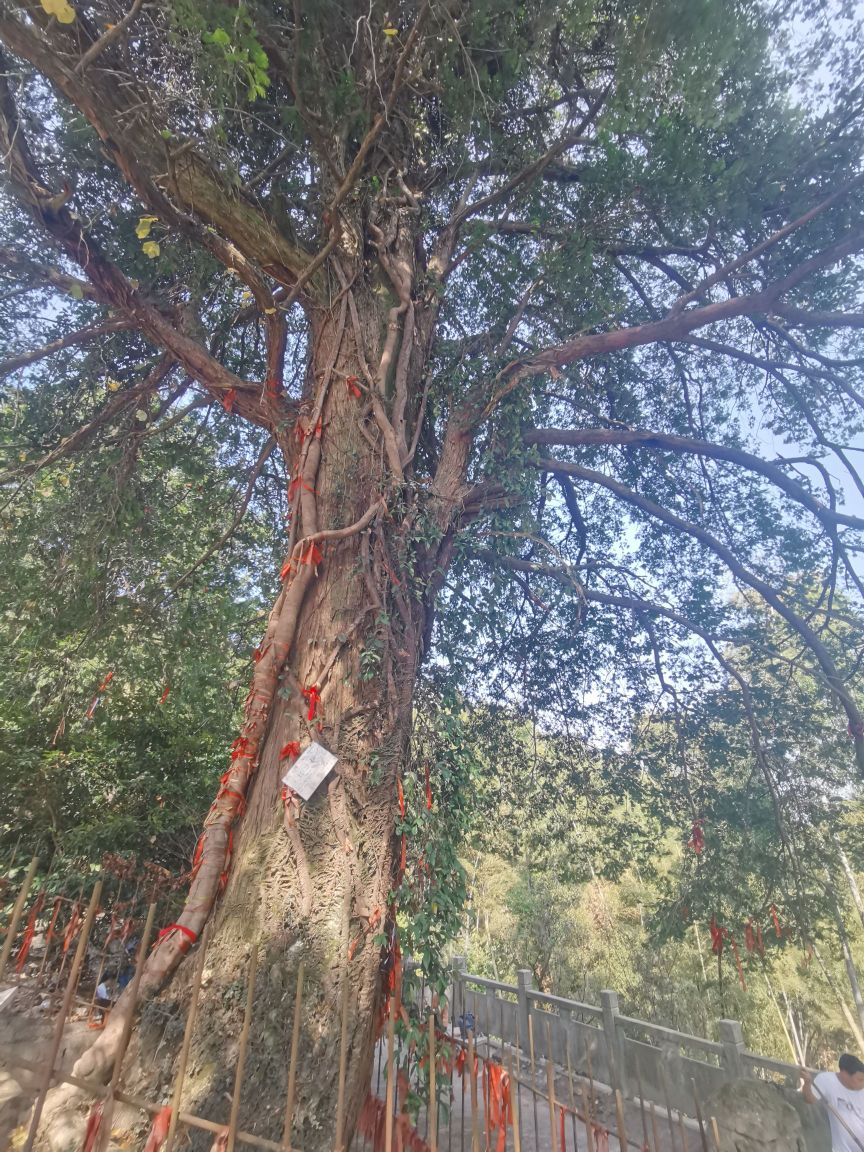 千年红抖杉