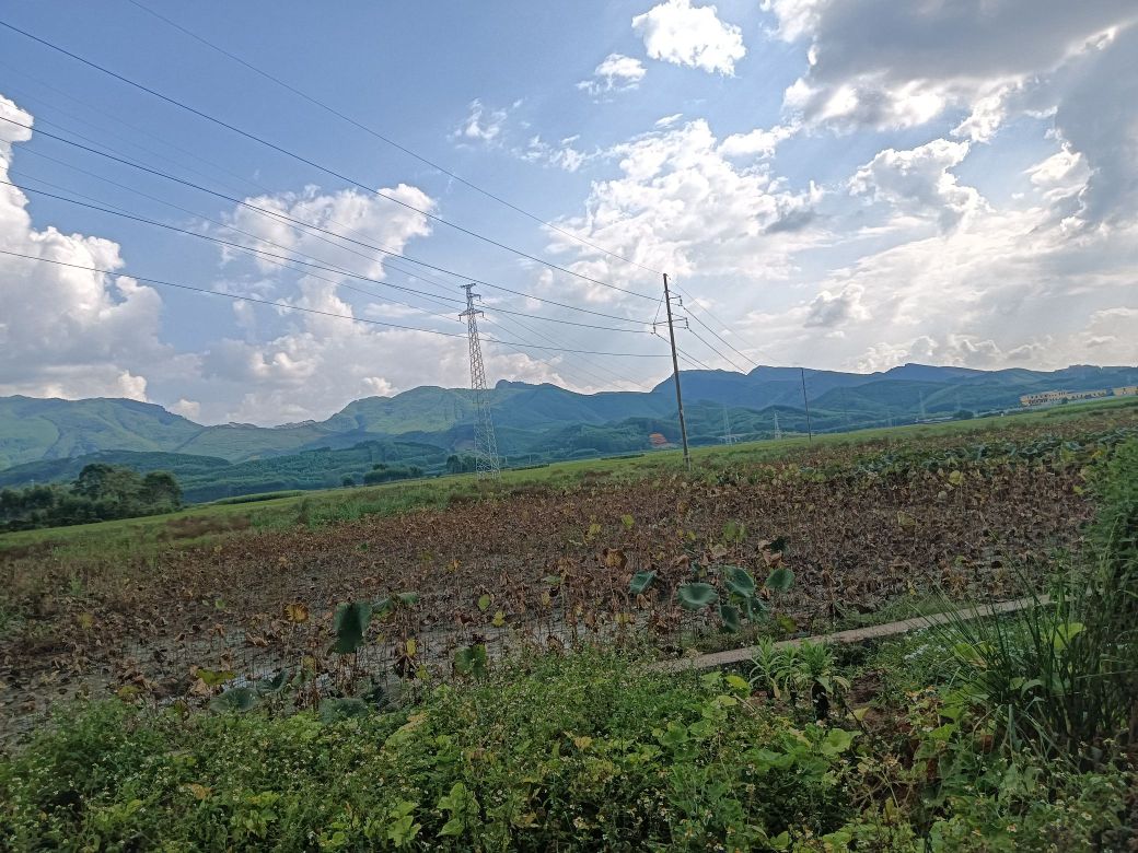 荷香人间