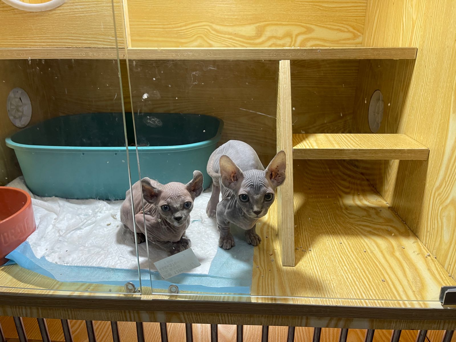 萌小它宠物店