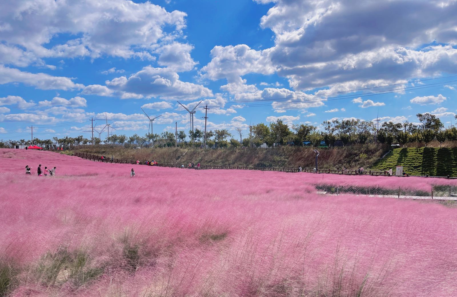 花海蓝天