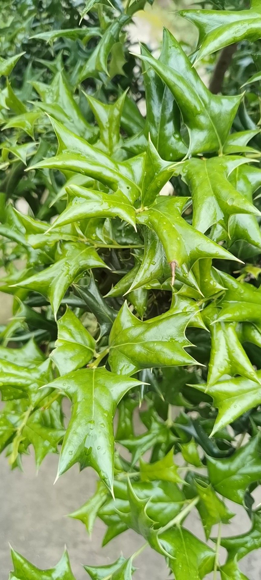 萍乡市芦溪县芦溪镇东阳村