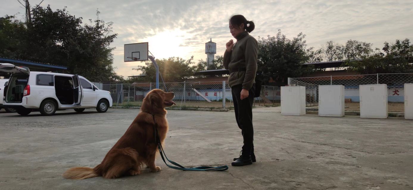 绵阳胜曜训犬中心
