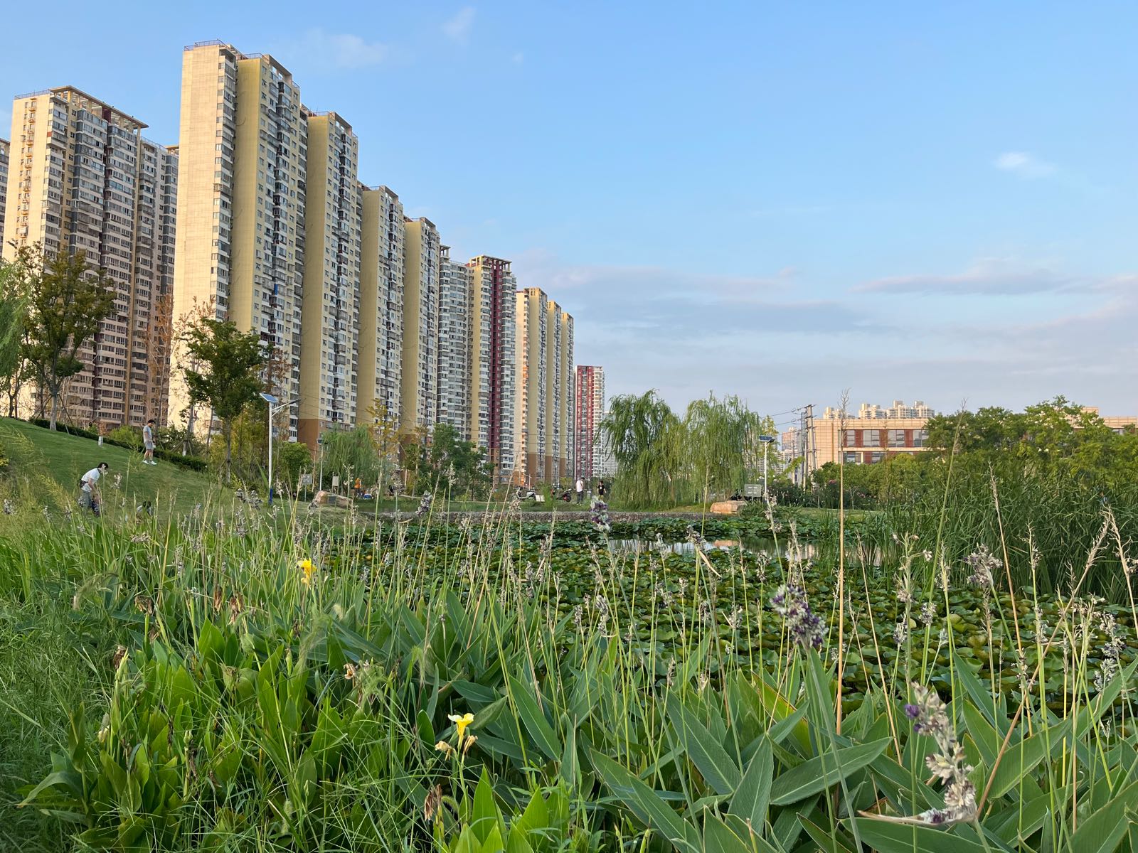 莲花湿地公园