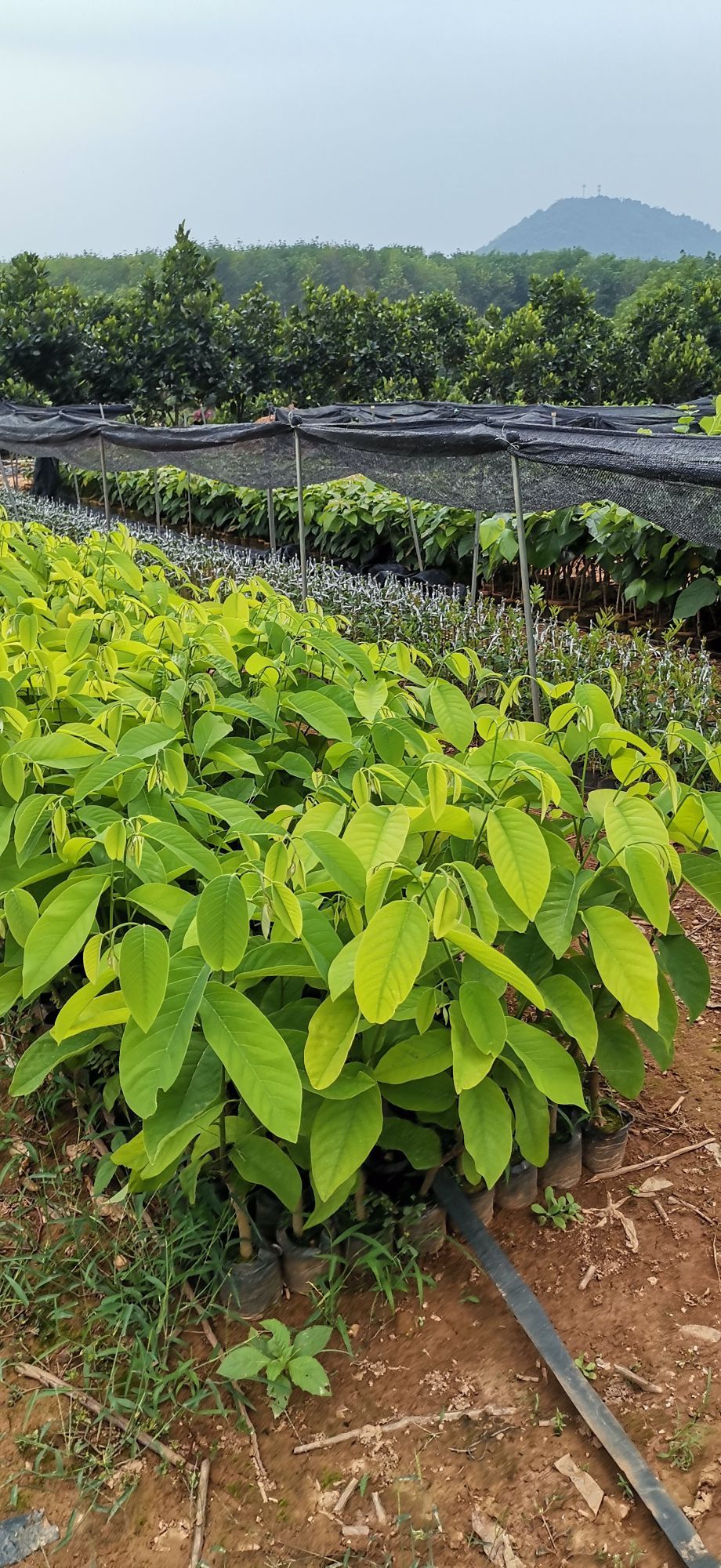 白沙大岭农场廉江华果苗场