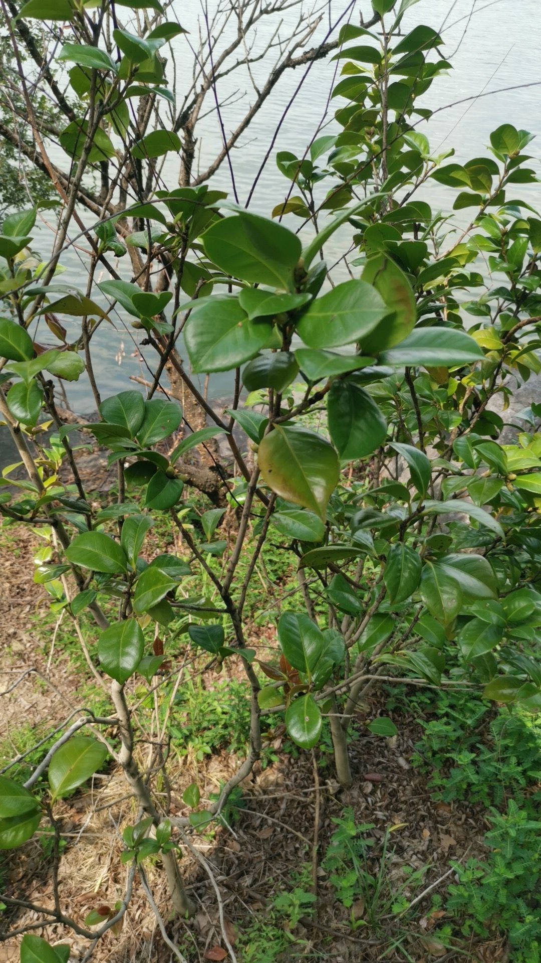 乡村农宝生态鱼炊钓园