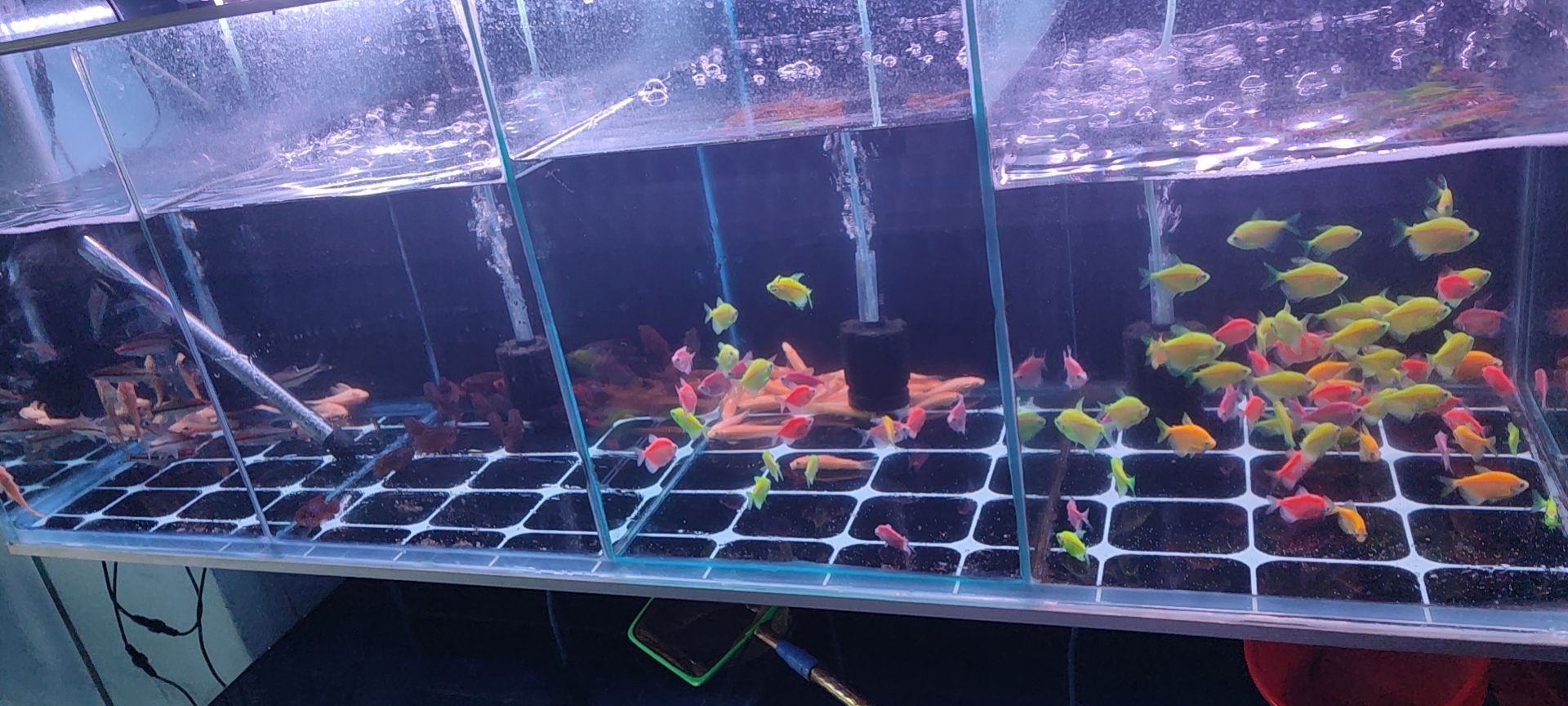 浩成垭溲鲜花绿植水族渔具