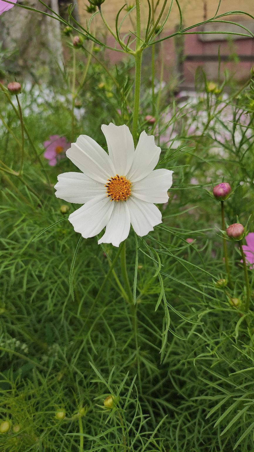 几何精品咖啡与茶