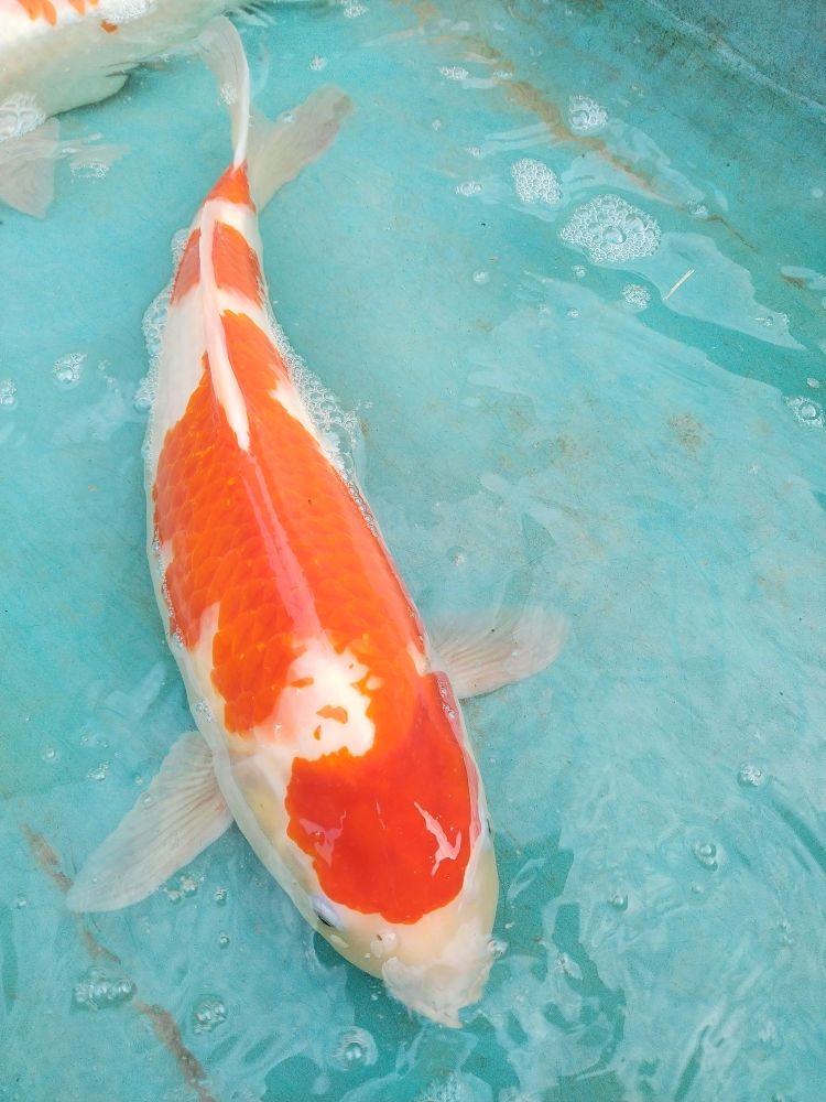 南沿村镇