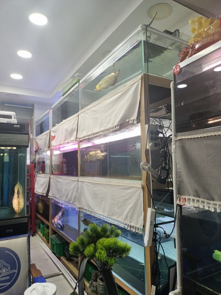 御品龙阁水族店