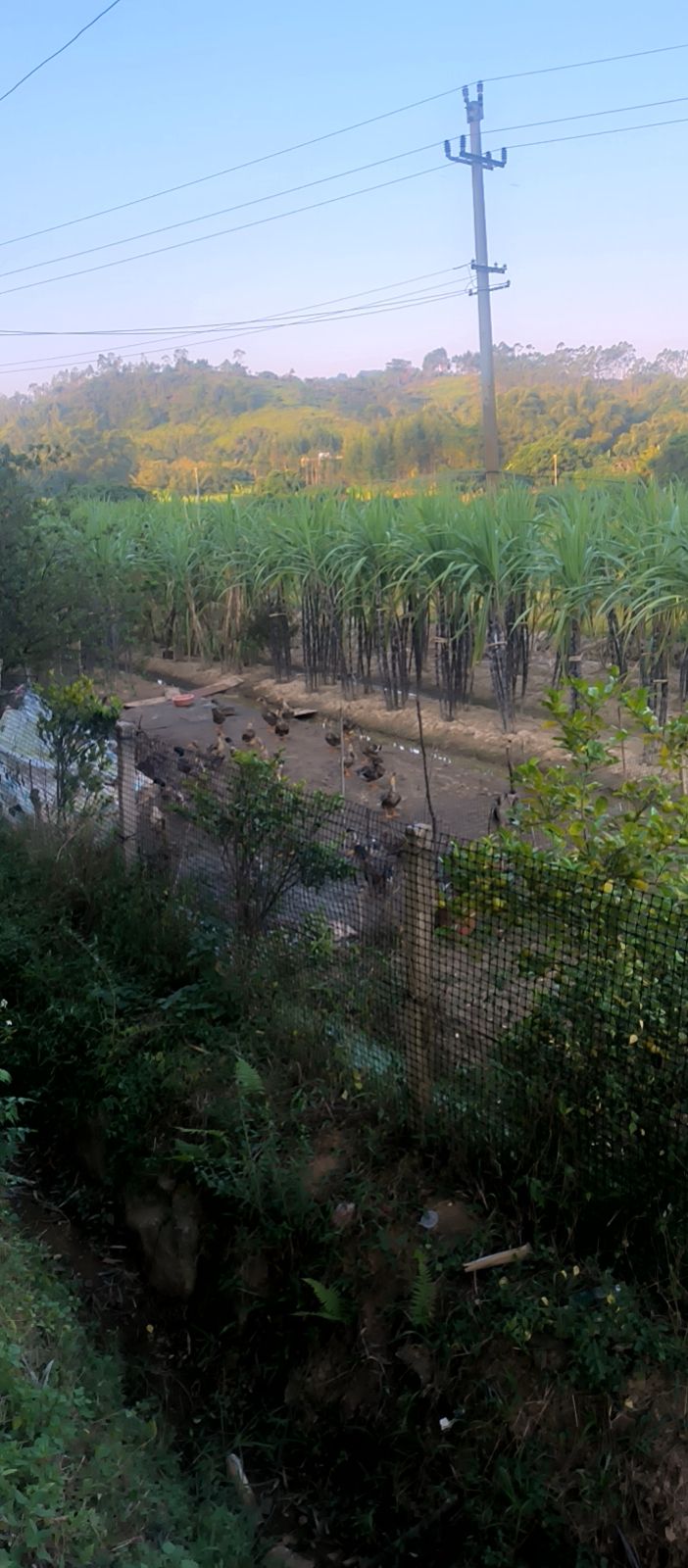 古榕村灯光球场