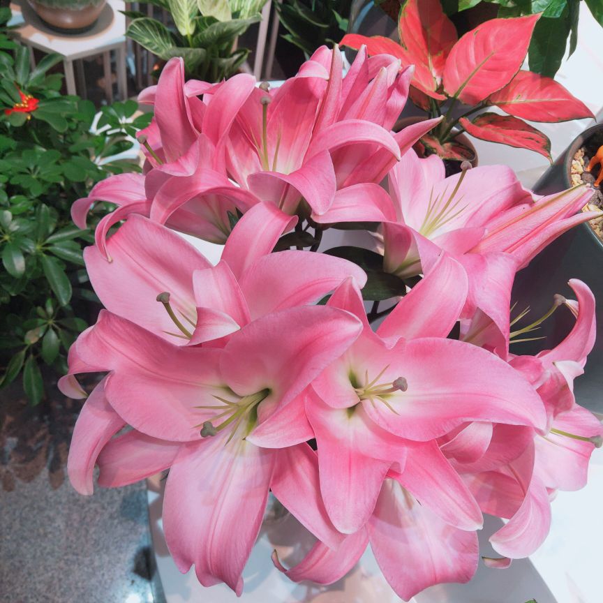 花叙