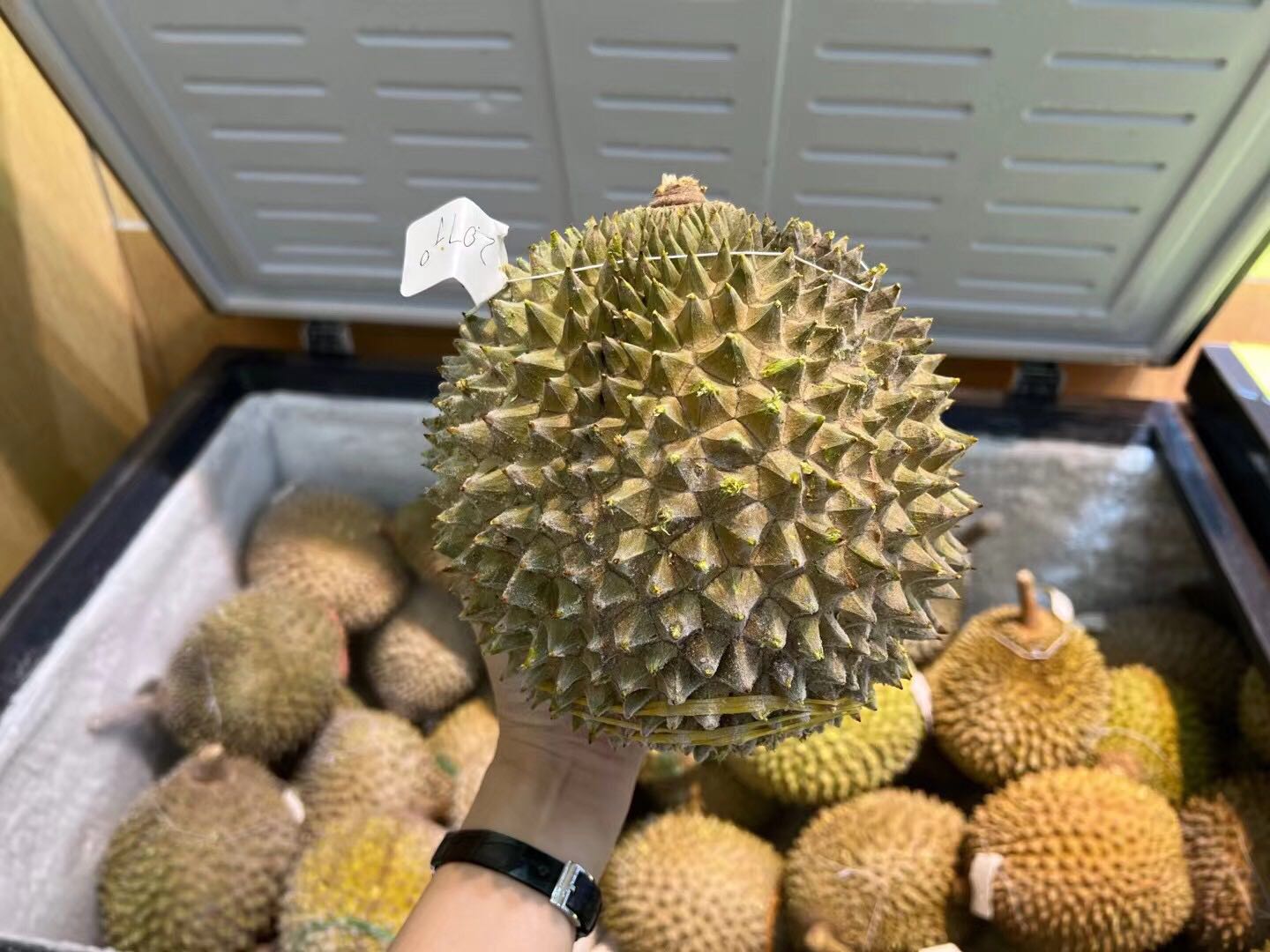 马来西亚猫山网榴莲(厦门体验馆)