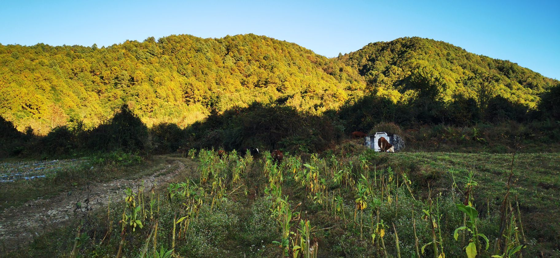 高黎贡山