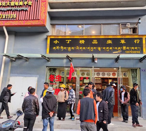 小丁精品虫草行