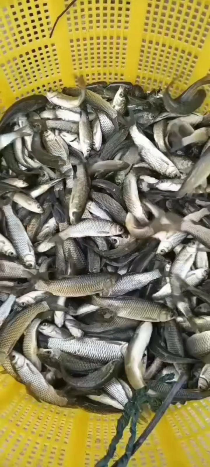 中山市黄圃镇云羽鱼苗批发部