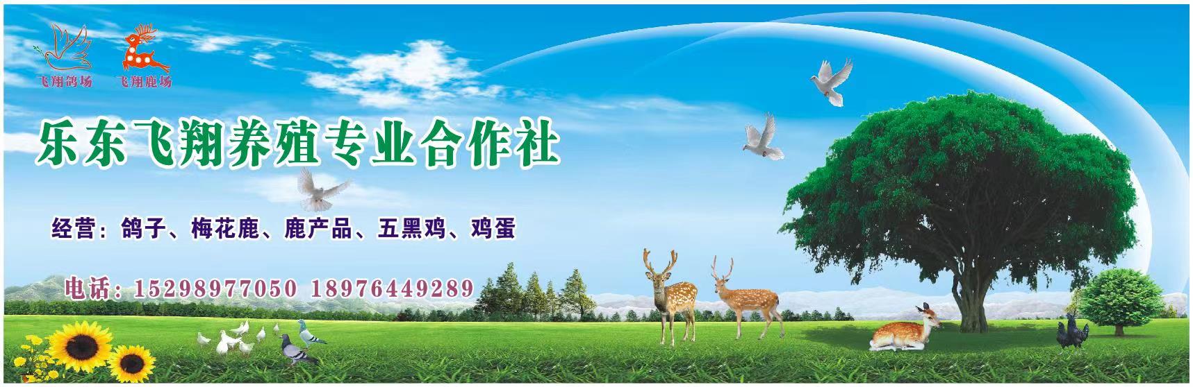 乐东飞翔养殖专业合作社