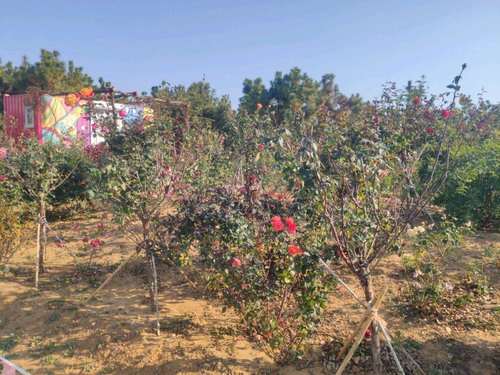 月季花海口袋公园