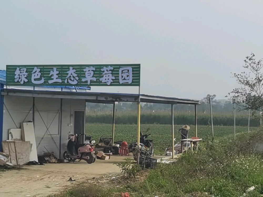 绿色生态草莓园