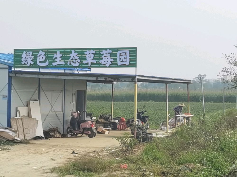 绿色生态草莓园