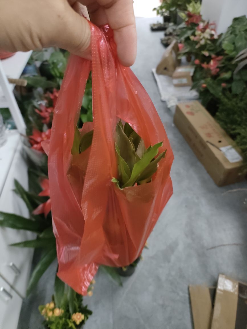 花屿椰海南椰奶青朴凉鲜花店