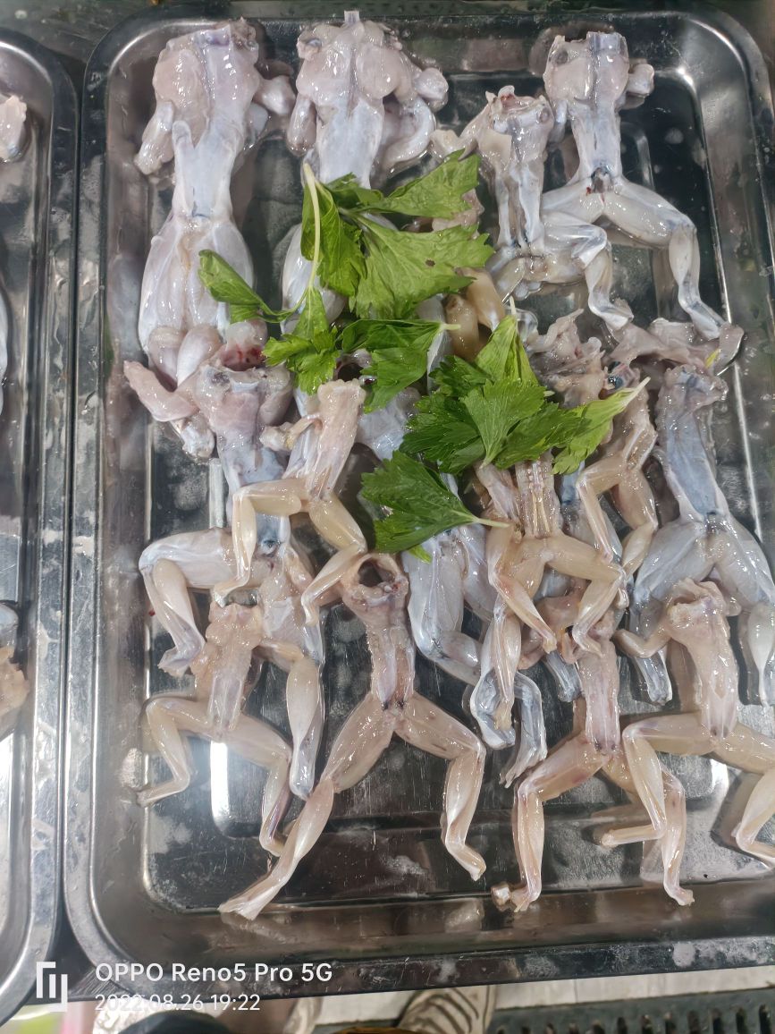 遇上美蛙鱼