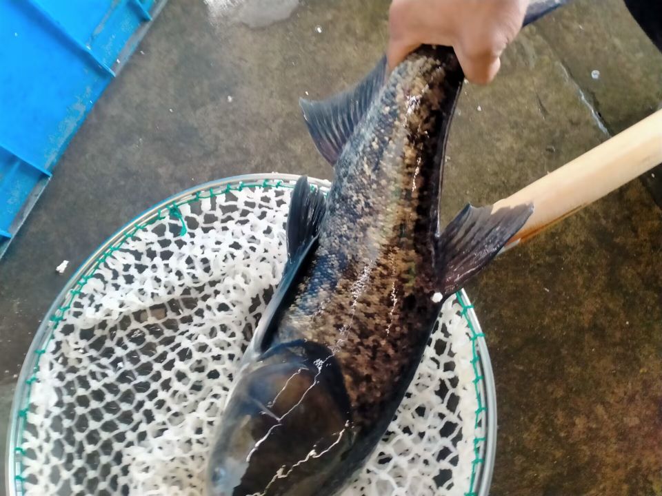 小平水产