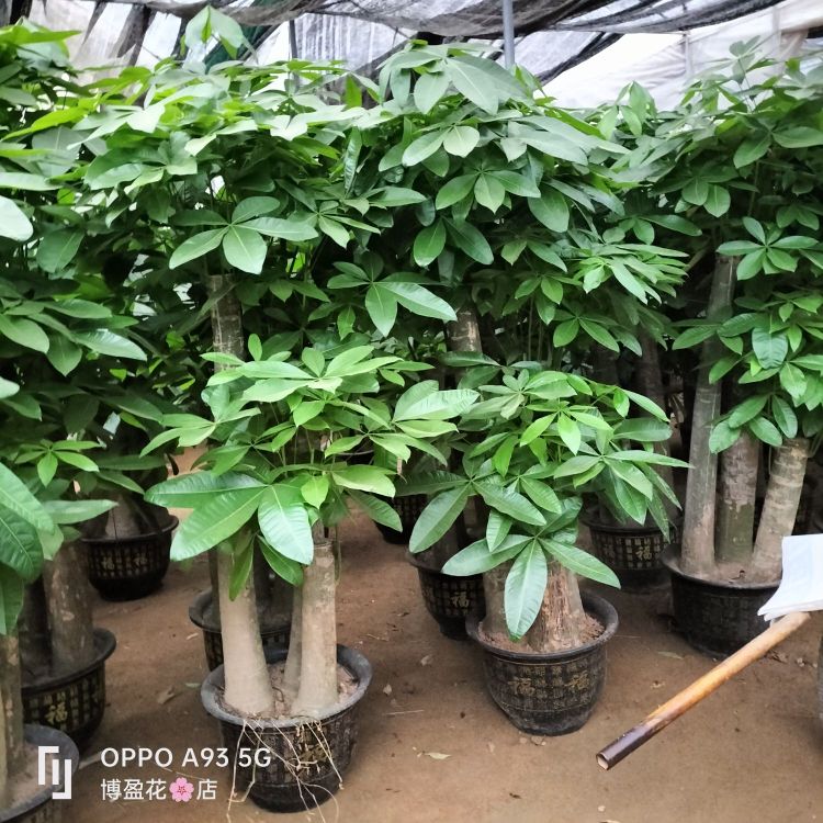 博盈花点