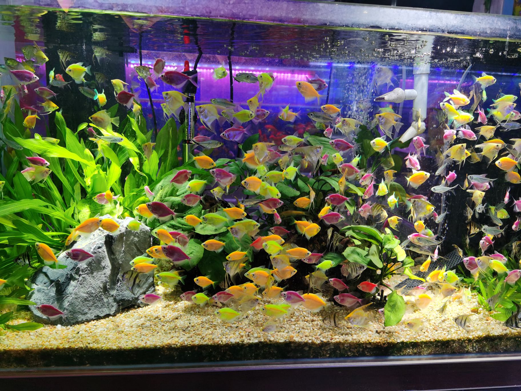 鑫海水族馆