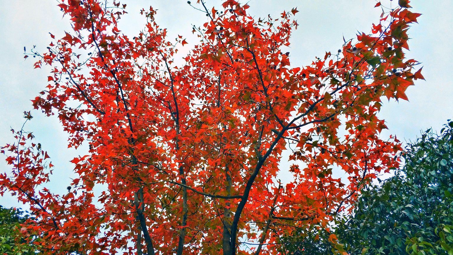 富川西岭森林公园