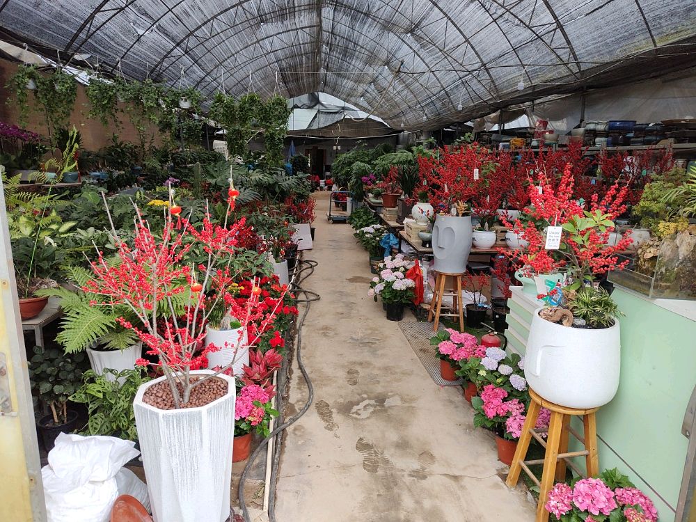 老花匠盆栽批发中心