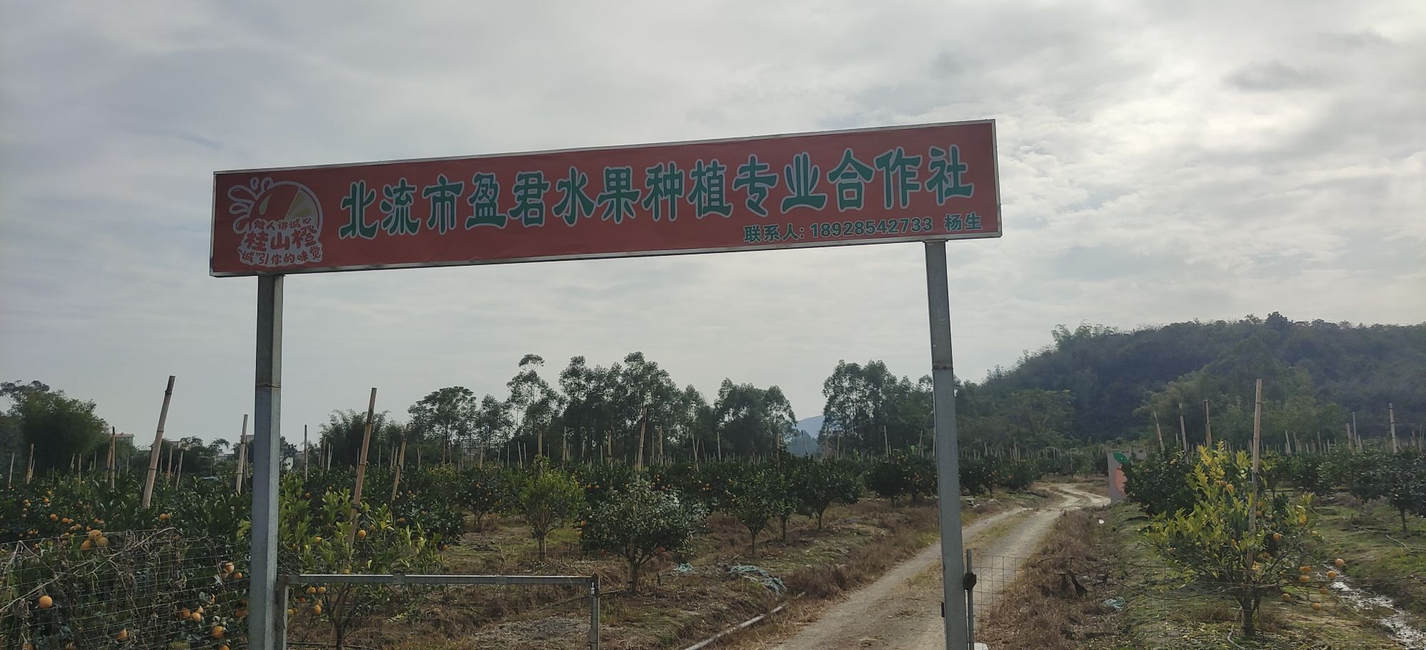 北流市盈君水果种植专业合作社