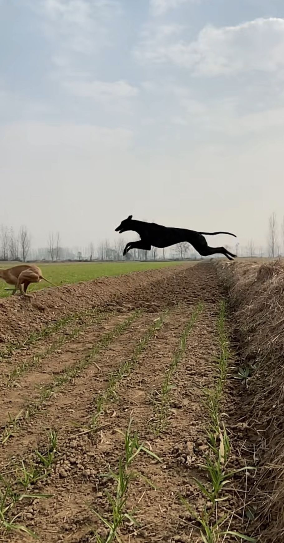 濮阳志胚犬业