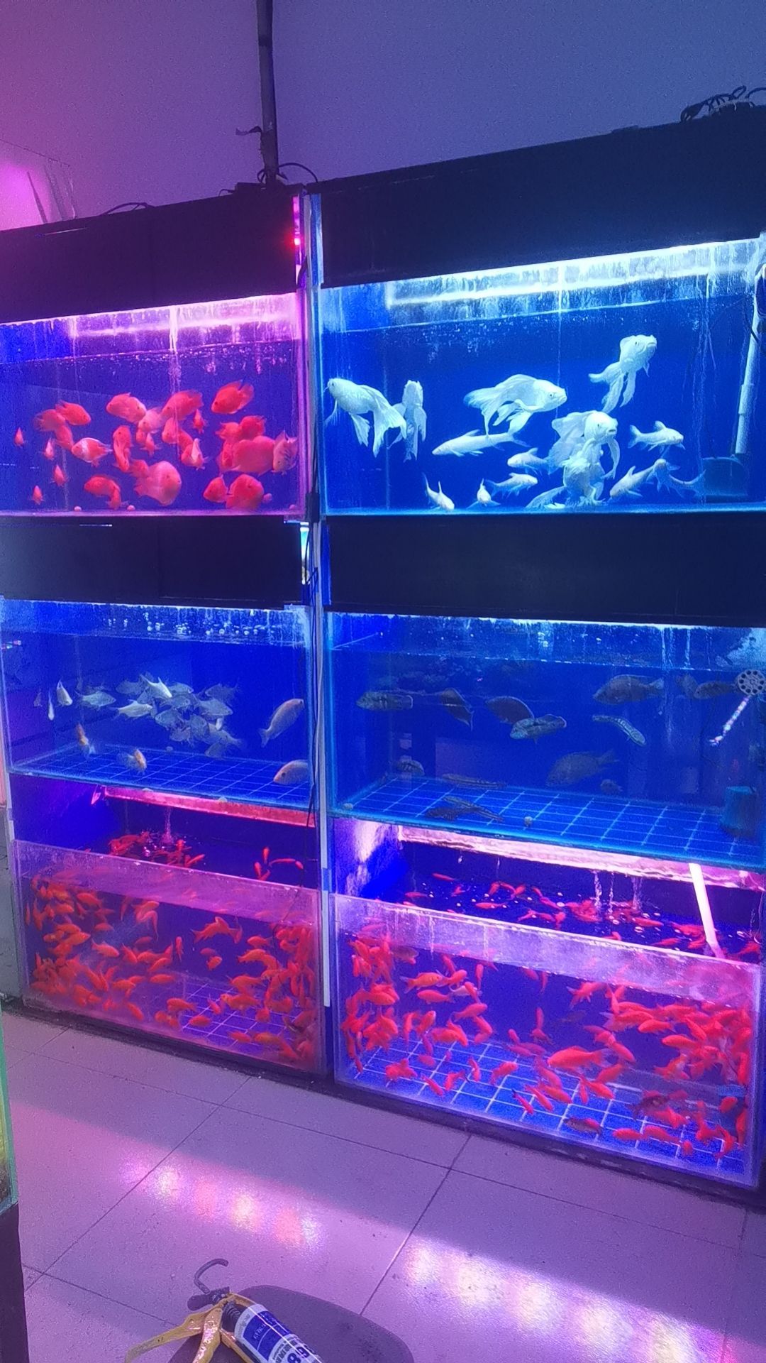 爱尚鱼水族馆