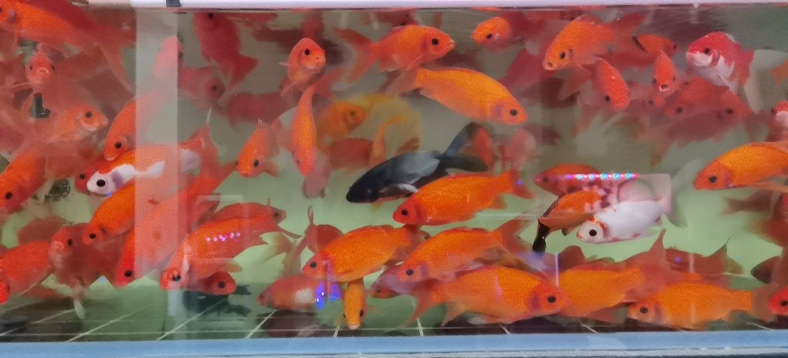 蓝精灵水族馆