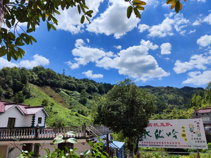 州市贵市霄坑水龙吟茶叶专业合作社