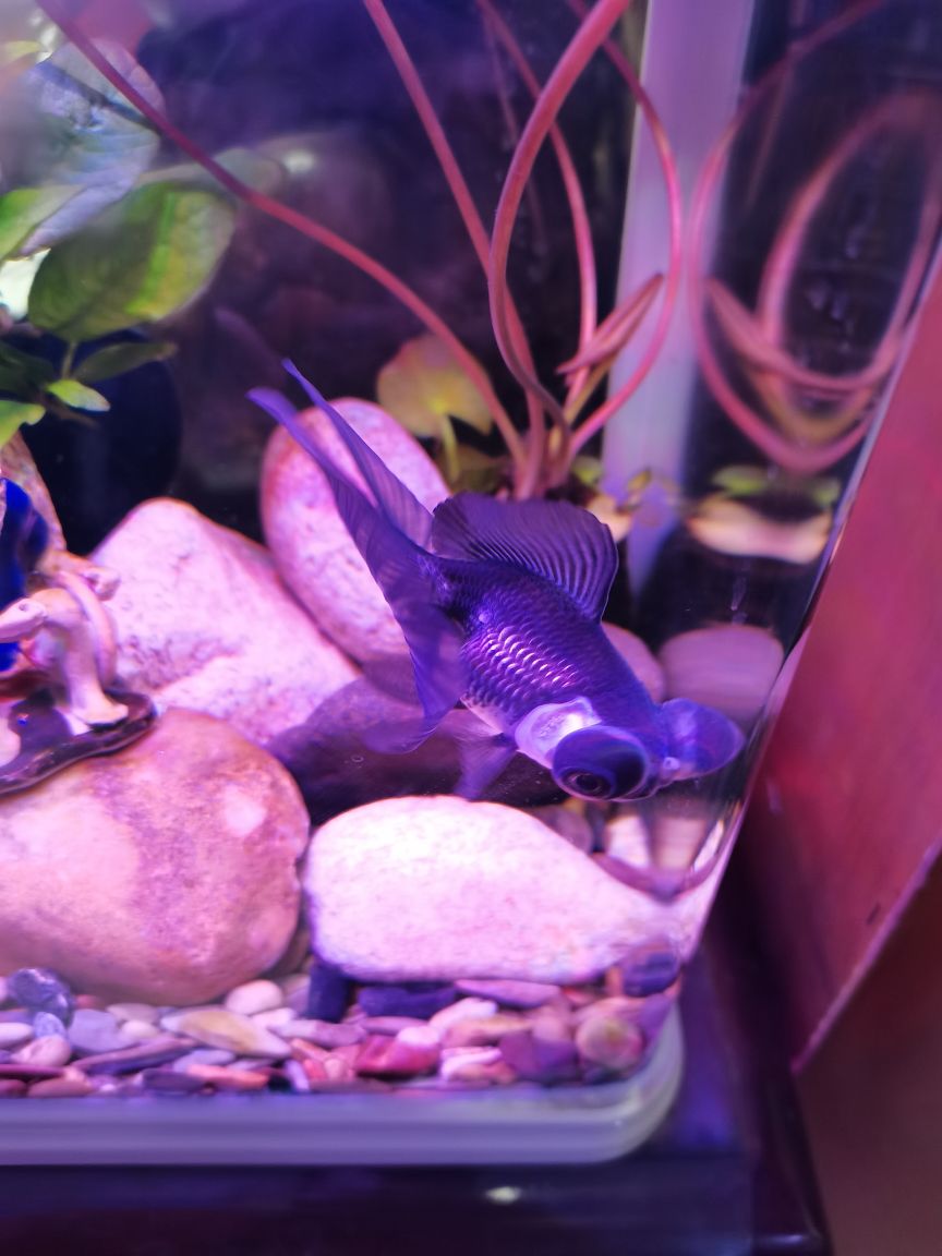 兴隆台区鸿盛源水族花卉店