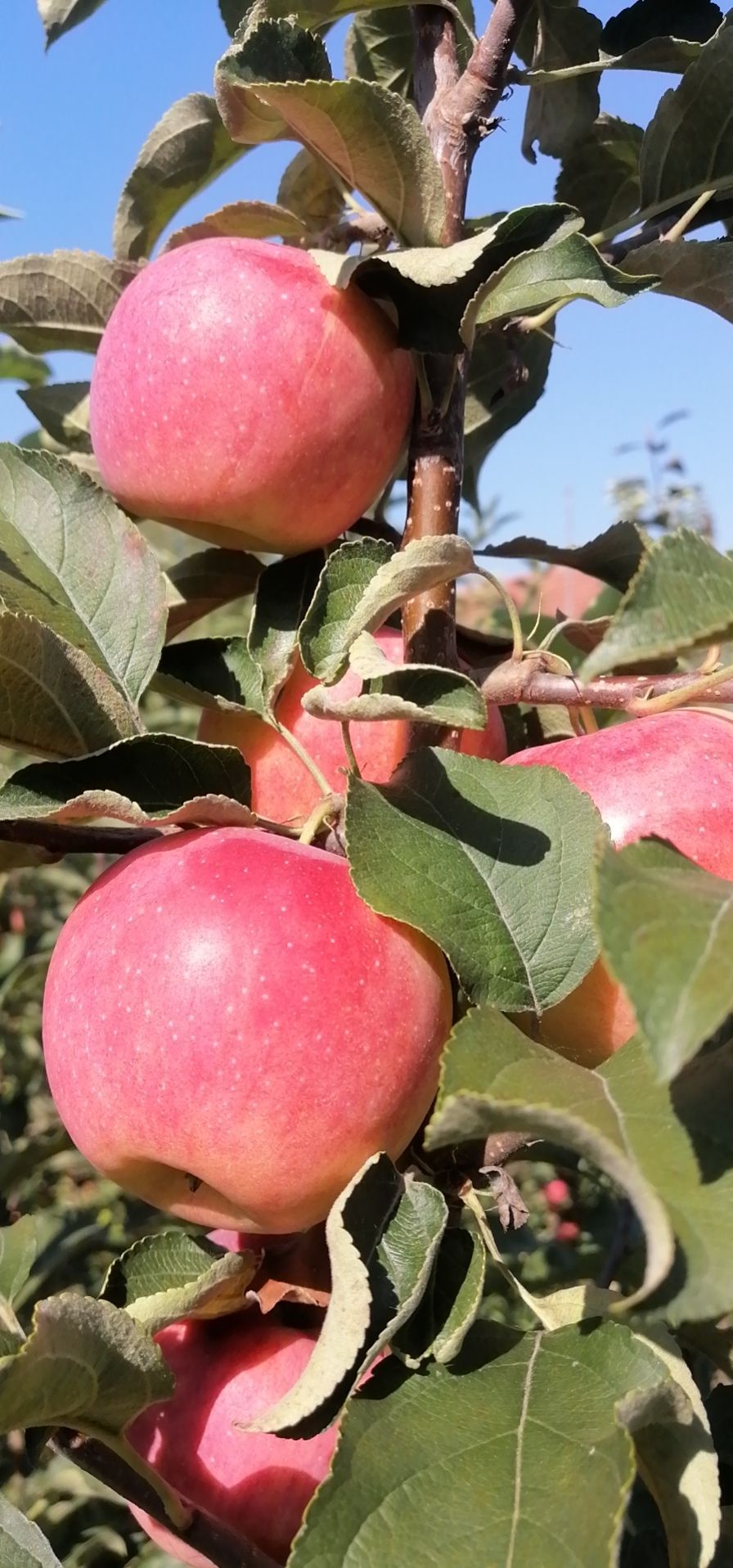 果色天香绿色果园