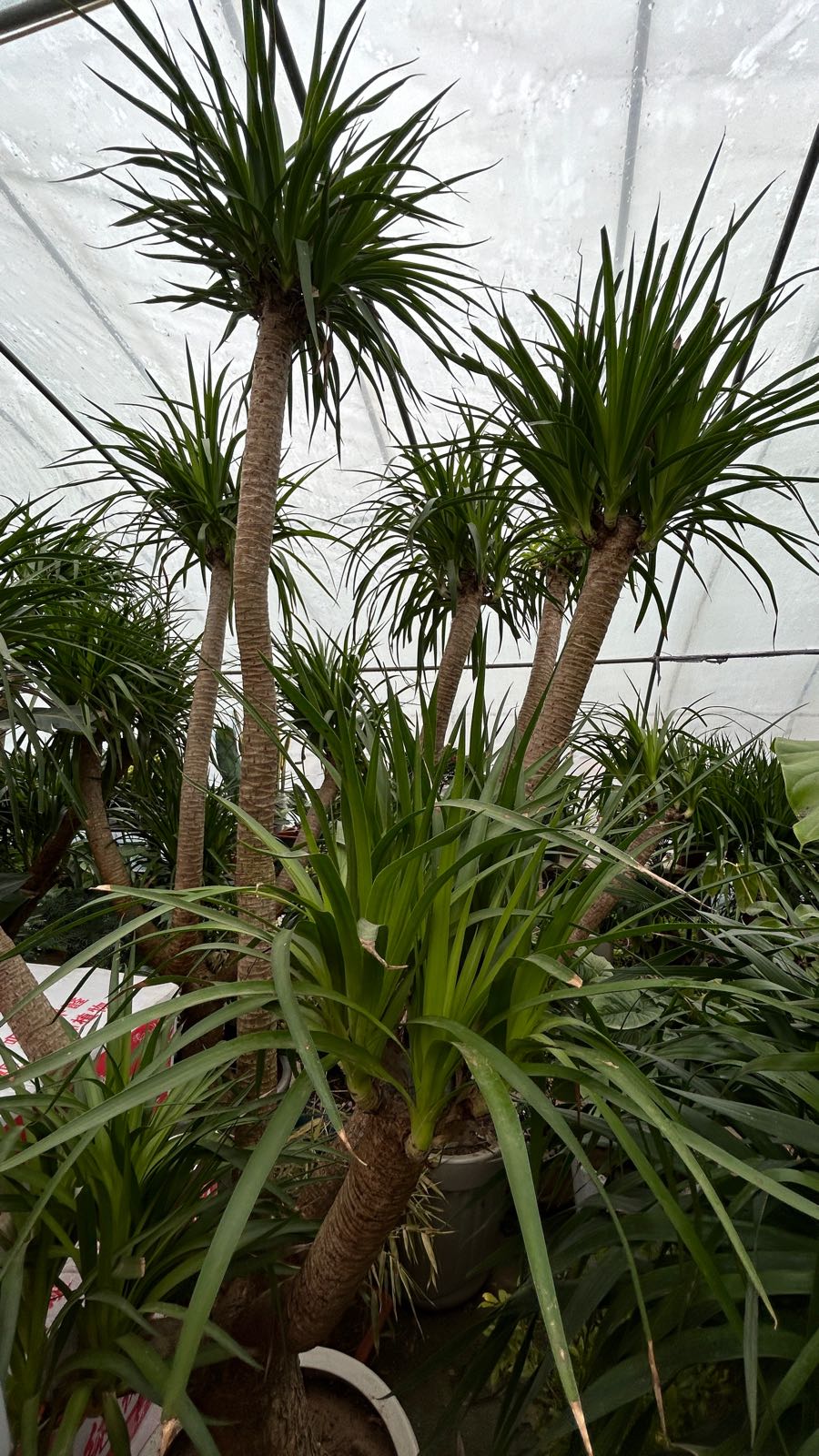 佰草园花木
