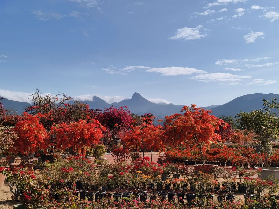 花乡三角梅风景区