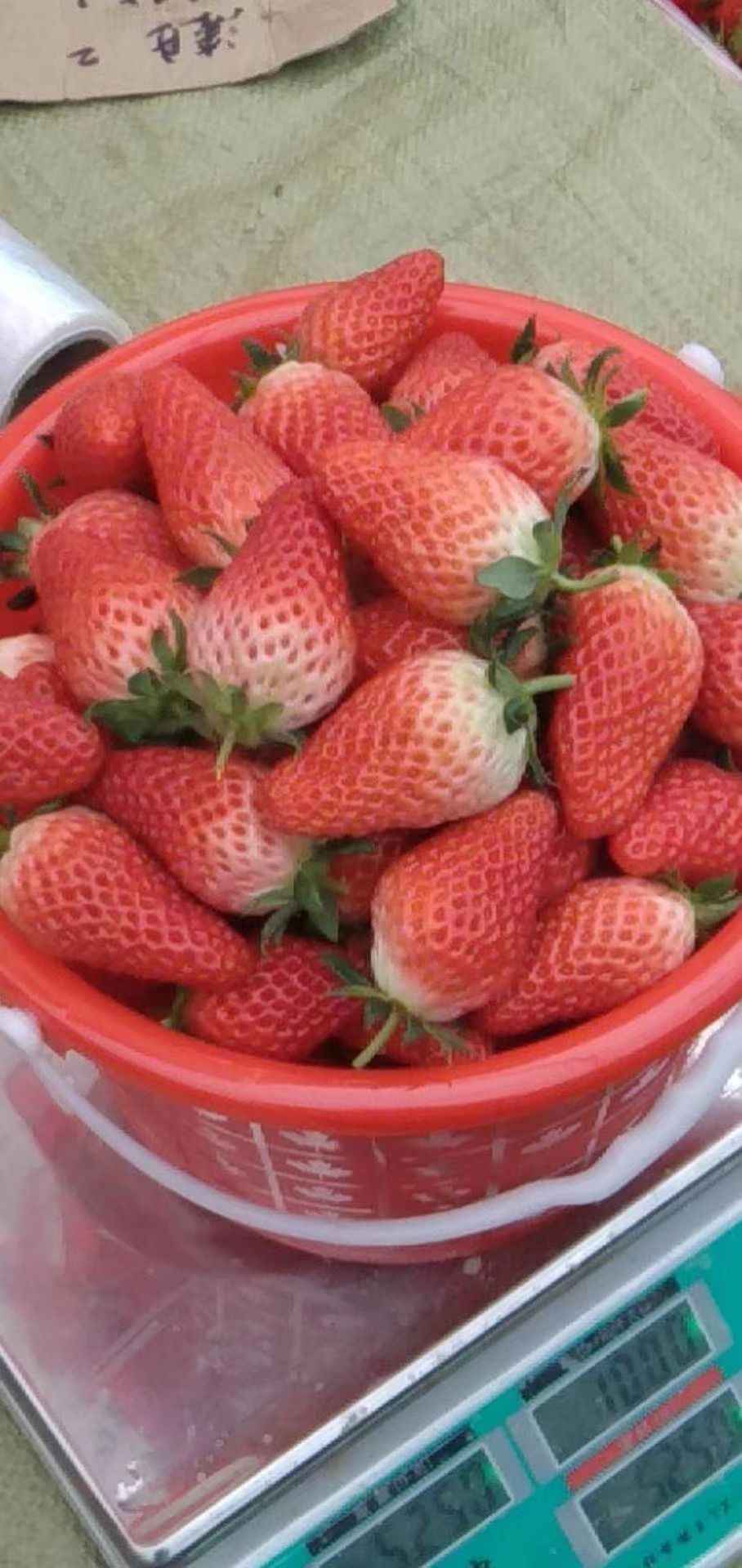 临沂市兰山区连彩草莓采摘园鲜花批发基地