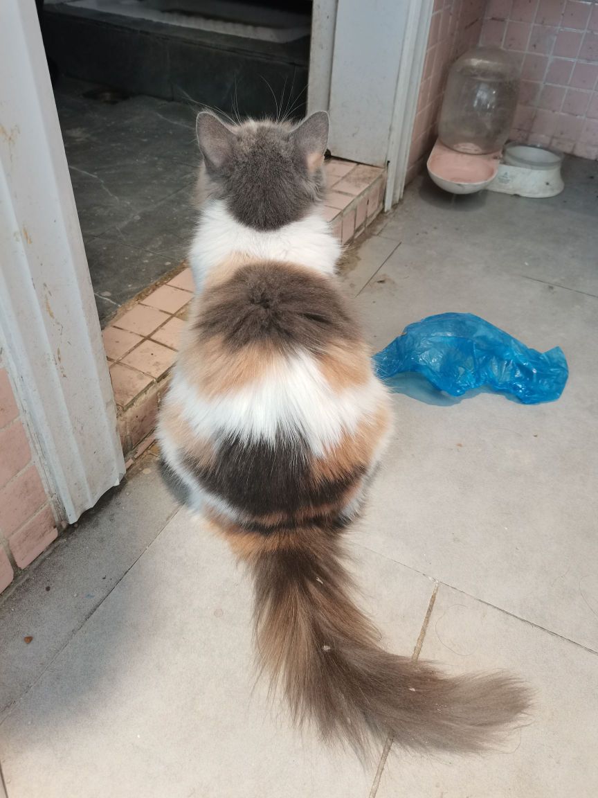 猫岛猫咖(小西埕店)