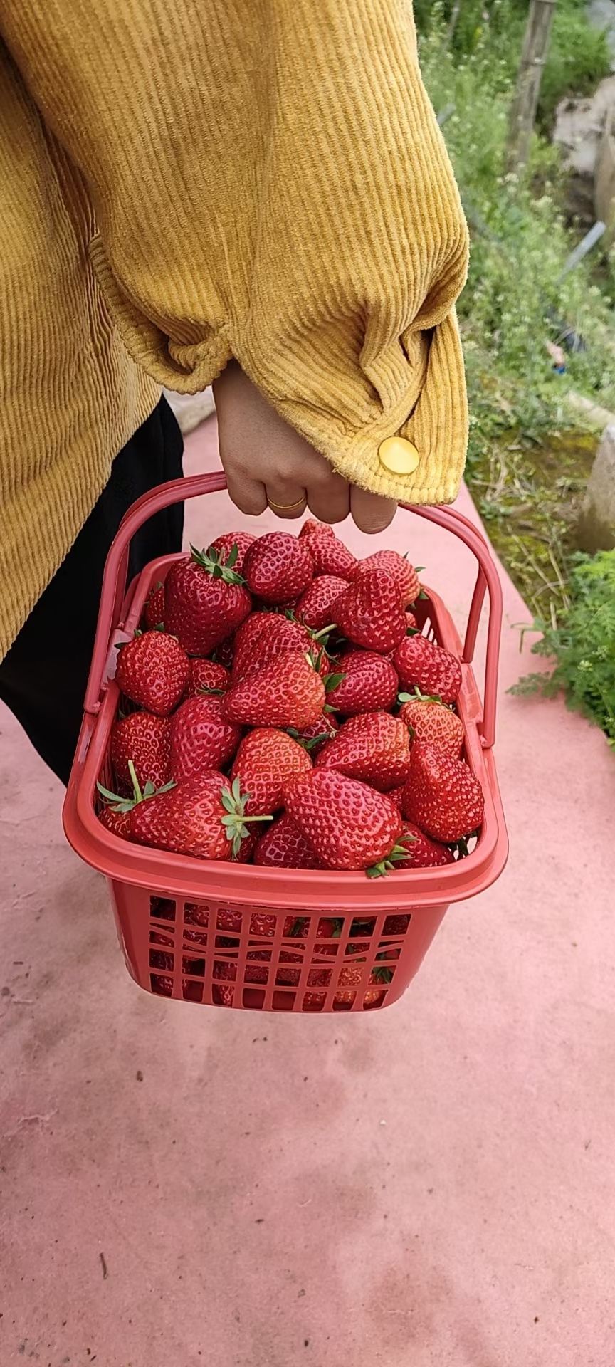 绿道草莓摘菜园