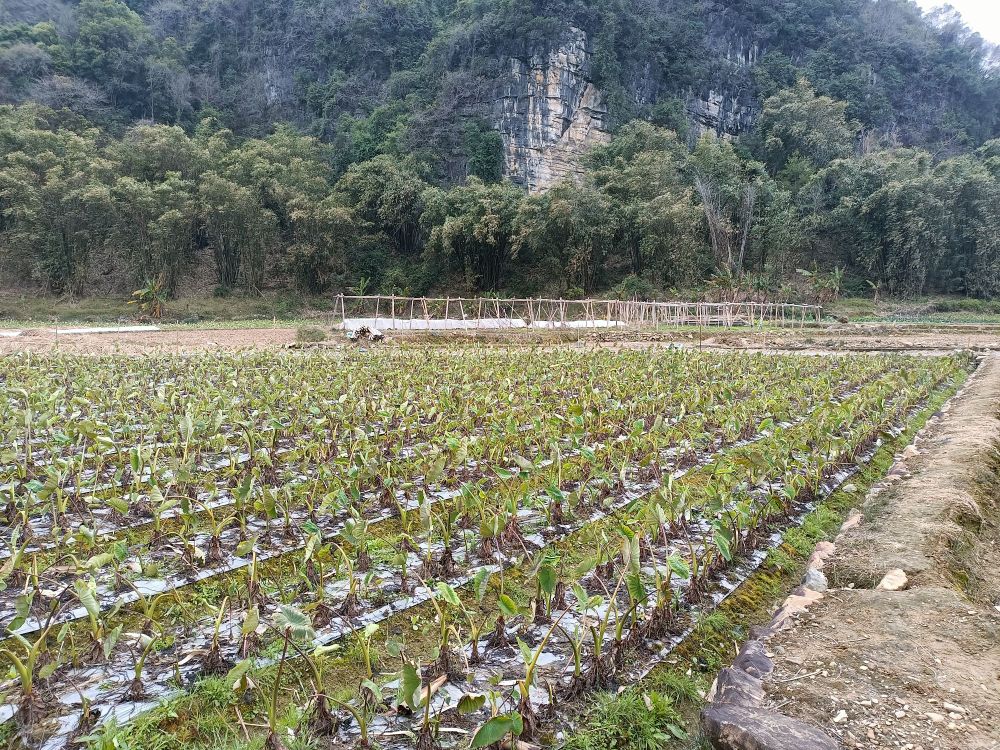 北乡香樟公园