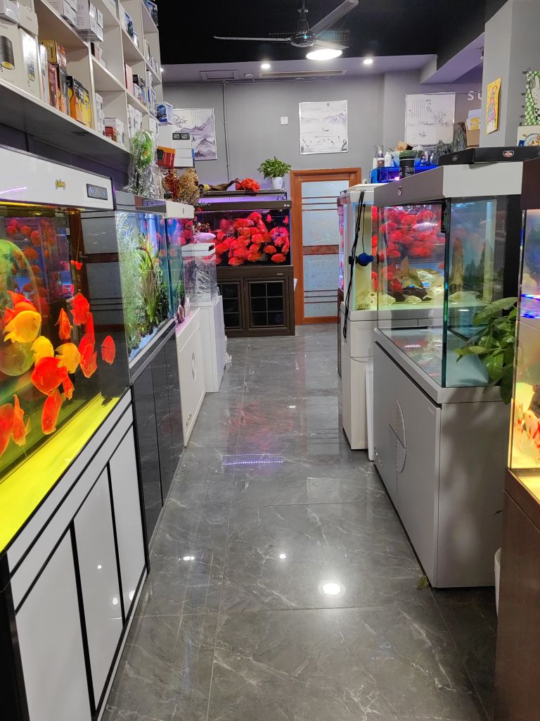 森森水族鱼缸观赏金(双流文星店)