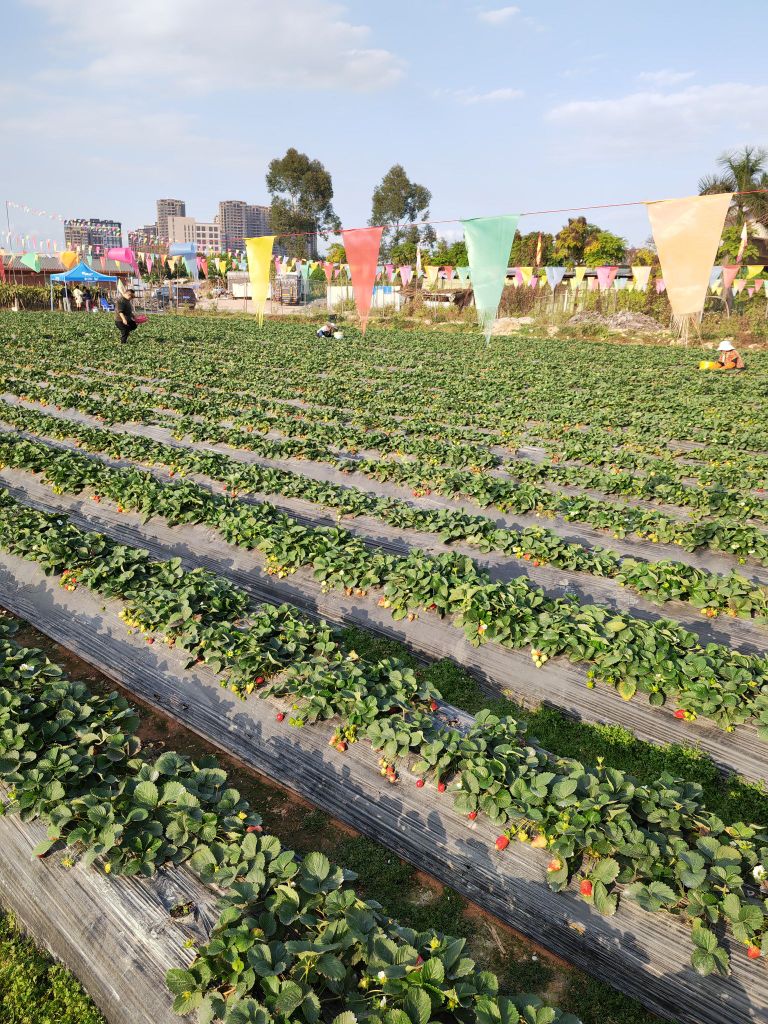 常平草莓火龙果园