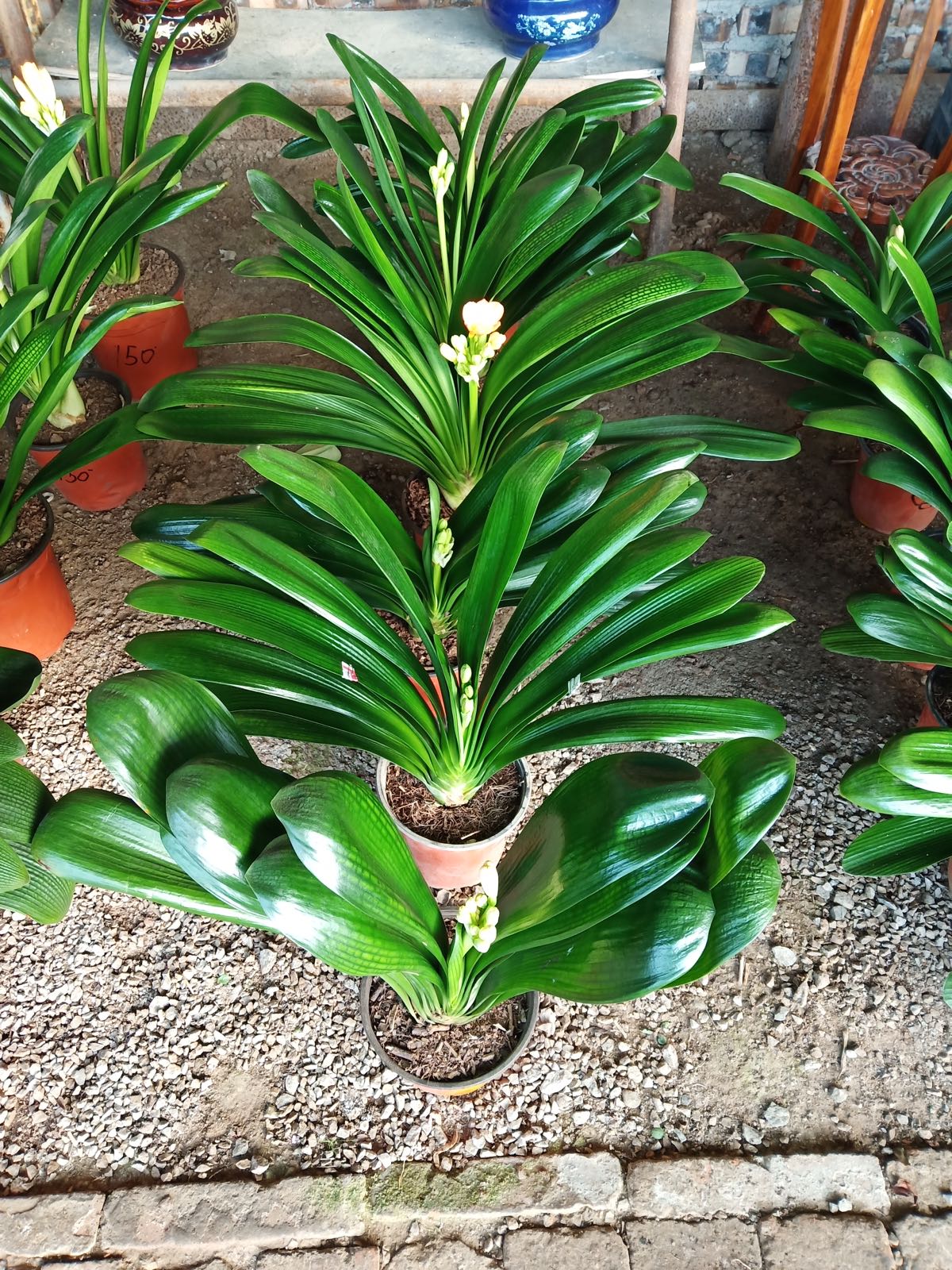 恒美花卉