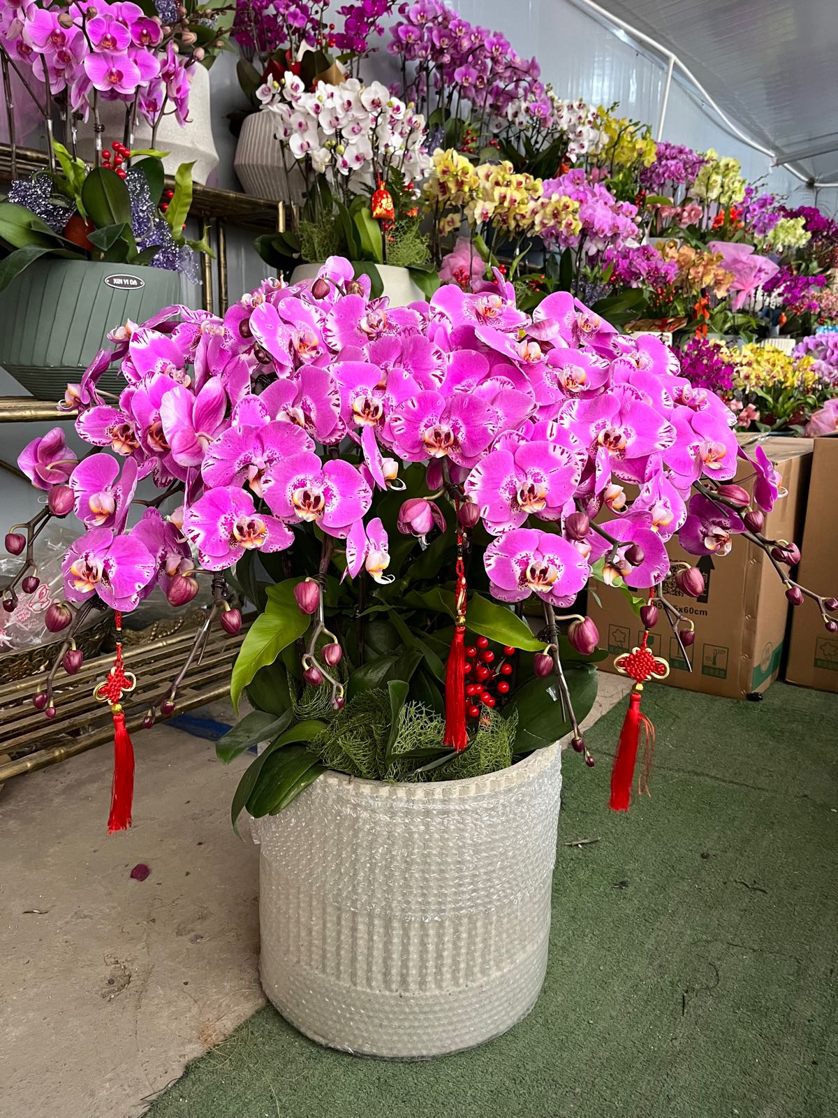 刘峰园艺(潼诚花卉)