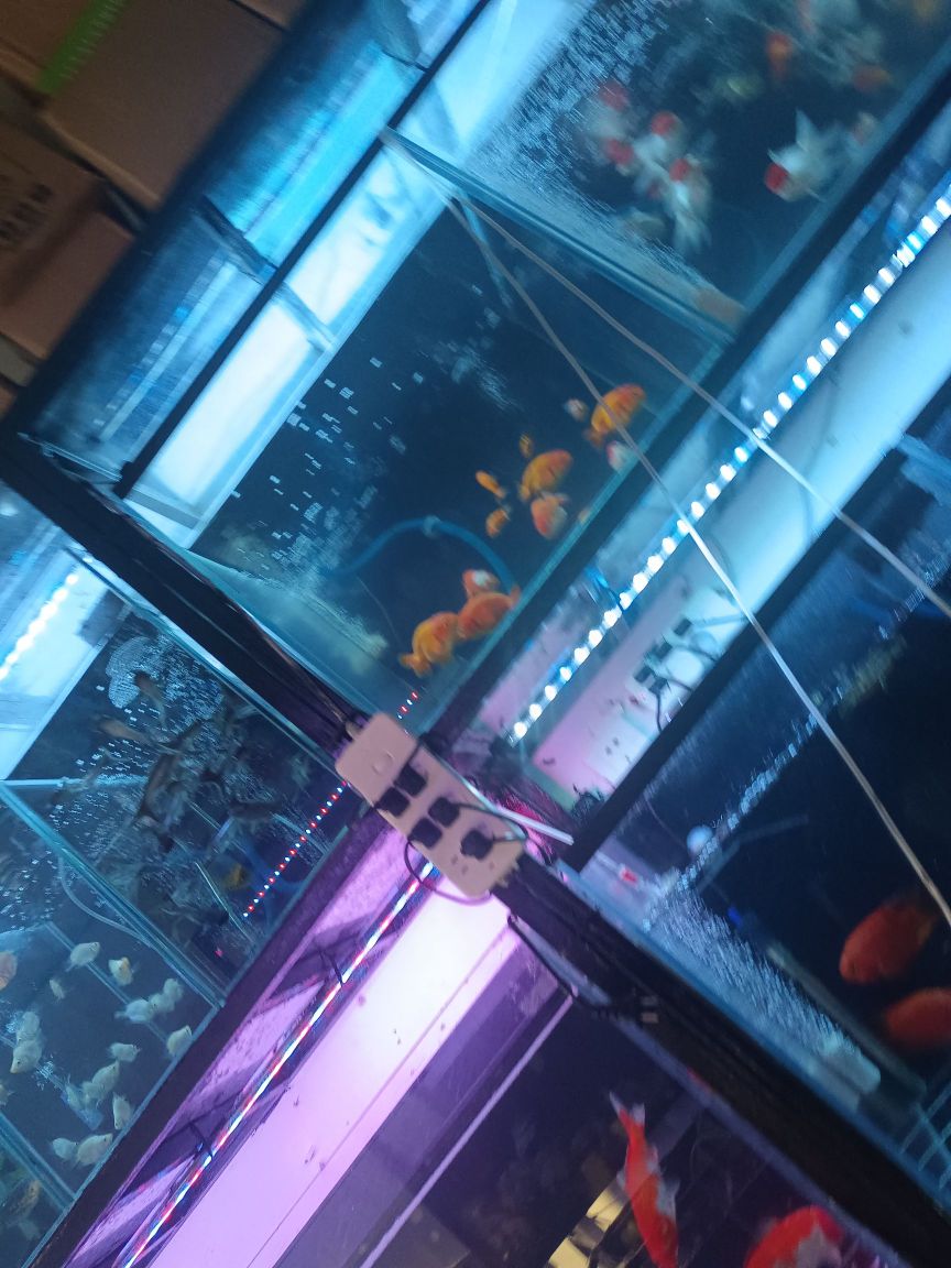 水精灵观赏鱼