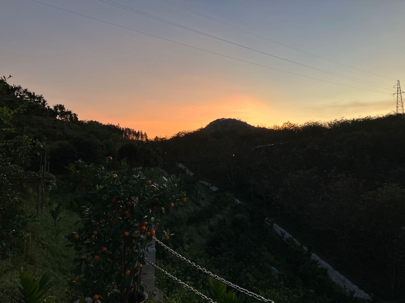 琼中绿橙采摘大美祥瑞庄园